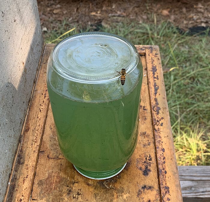 What is Swamp Nectar?