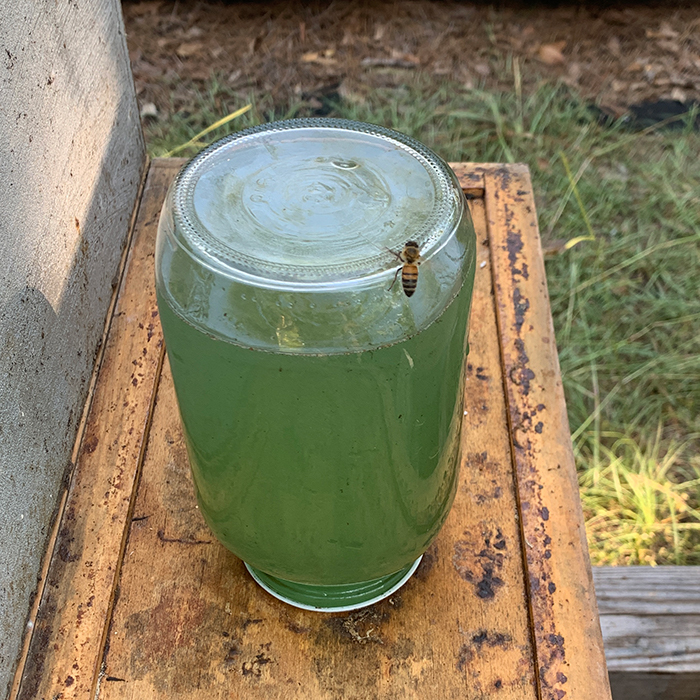 swamp_nectar_feeding